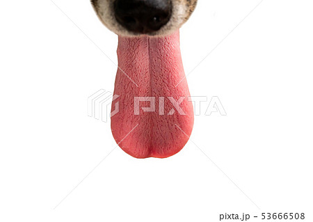Thai dogs are tired and the tongue hangs Thai dogs are tired and the tongue hangs 53666508