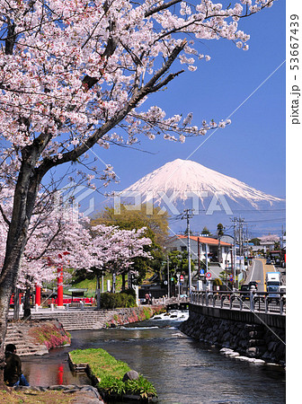 神田川（富士宮市）と桜と富士山-222563 53667439