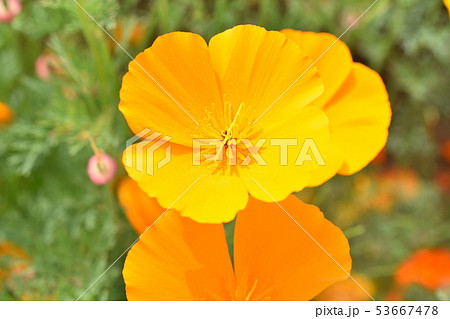 ポピー お花畑 ポピー お花畑 53667478