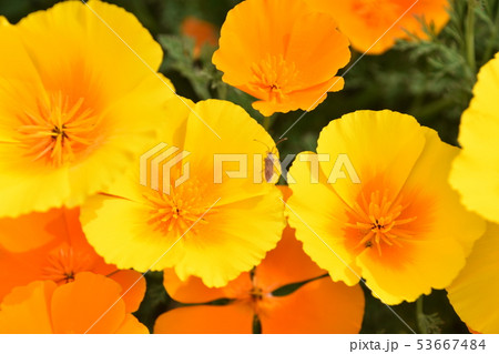 ポピー お花畑 ポピー お花畑 53667484