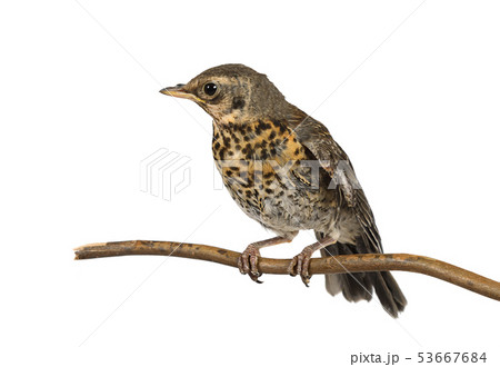 Nestling thrush fieldfare sitting on a branch 53667684