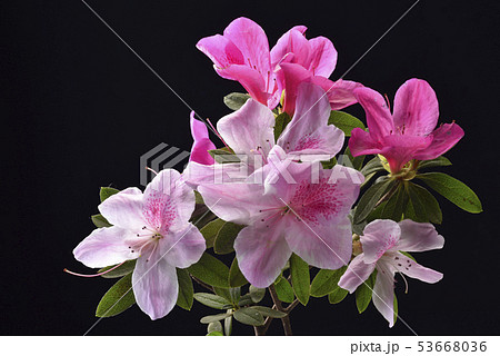 ツツジ つつじ 躑躅 53668036