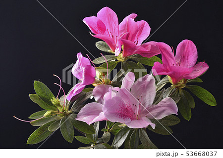 ツツジ つつじ 躑躅 53668037