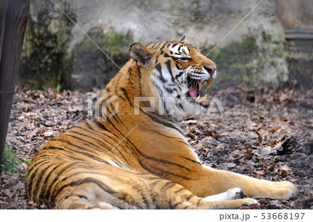 春の旭山動物園 春の旭山動物園 53668197