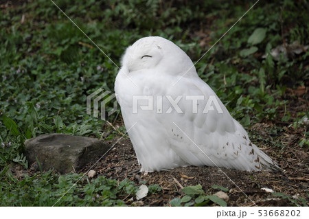 春の旭山動物園 春の旭山動物園 53668202