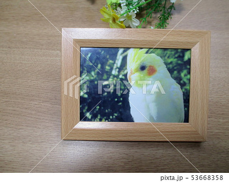 ペットのオカメインコのフォトフレーム ペットのオカメインコのフォトフレーム 53668358
