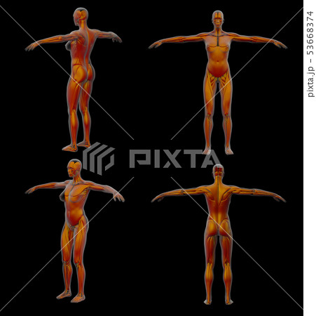3d rendering illustration of muscle 53668374