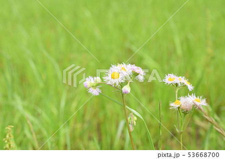 白い花　雑草　小花 53668700