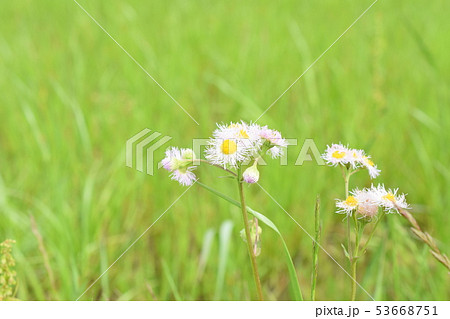白い花 雑草 小花の写真素材