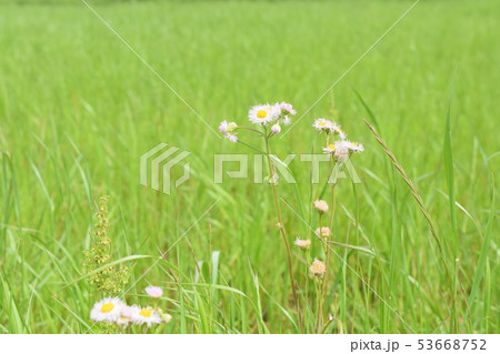 白い花　雑草　小花 53668752