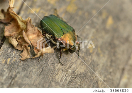 2019 06 04 956 アオハナムグリ 札幌市 2019 06 04 956 アオハナムグリ 札幌市 53668836
