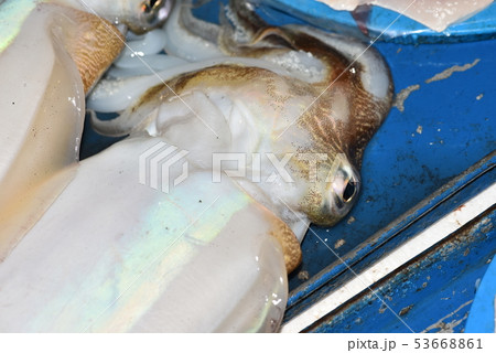 カミナリイカの裏側 53668861