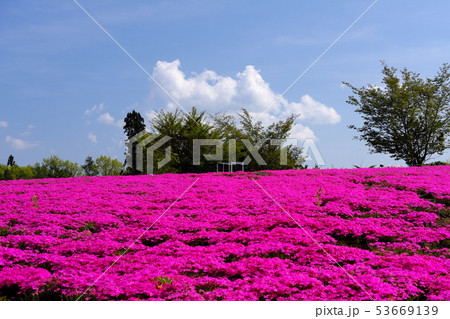 雫石らら倶楽部の芝桜 53669139