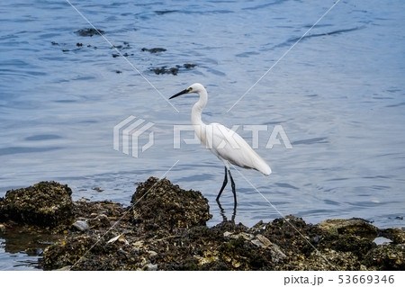 Pelicans explore rocks at the beach to find food. Pelicans explore rocks at the beach to find food. 53669346