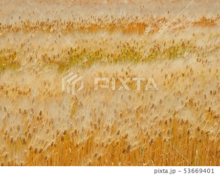 プラチナ色の美しい穂が風に揺れる麦畑 プラチナ色の美しい穂が風に揺れる麦畑 53669401