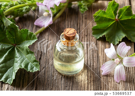 A bottle of mallow essential oil with fresh malva A bottle of mallow essential oil with fresh malva 53669537