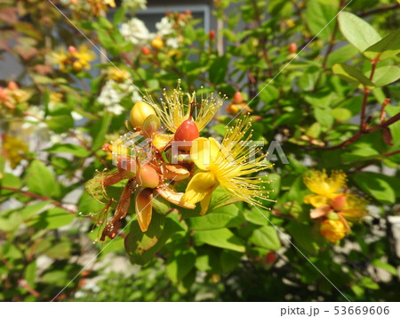 「ヒペリカム・アンドロサエマム」の花 53669606