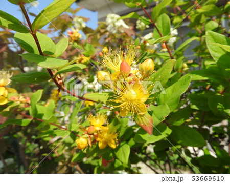 「ヒペリカム・アンドロサエマム」の花 53669610