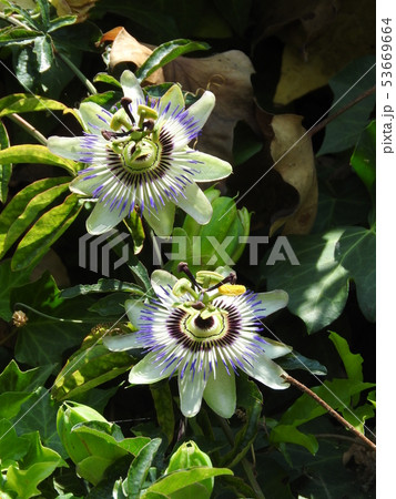 トケイソウの豪華な花 トケイソウの豪華な花 53669664