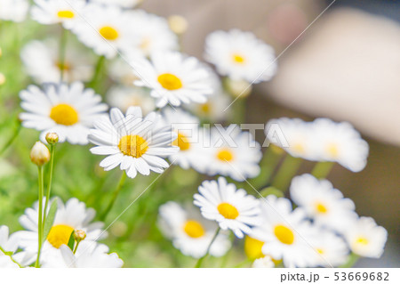 道端に咲く可愛いマーガレット 53669682