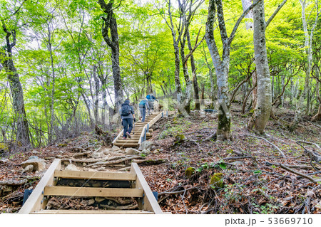 新緑の中の登山道 新緑の中の登山道 53669710