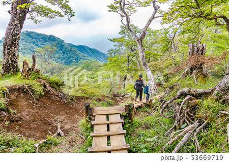 新緑の中の登山道 新緑の中の登山道 53669719