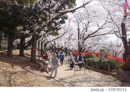 東京都北区の飛鳥山公園の桜 53670331