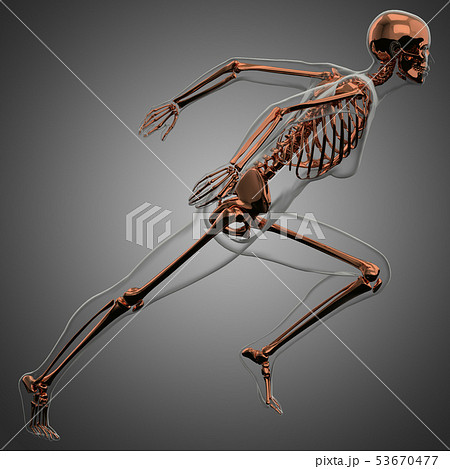 3d rendering of skeleton 53670477