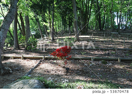 樹木葬 53670478