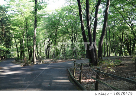 樹木葬 樹木葬 53670479