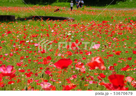 賢治の花壇に咲くポピー 53670679