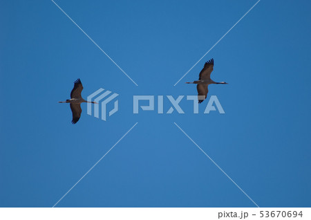 Common cranes (Grus grus) in flight. 53670694