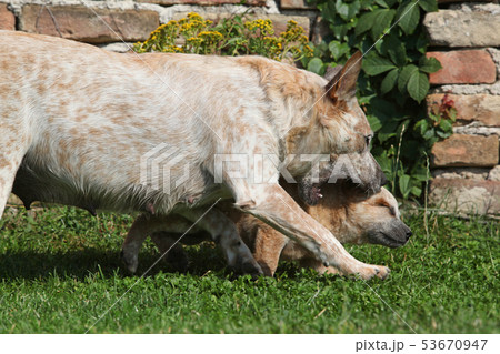 Australian Cattle Dog puppy playing 53670947