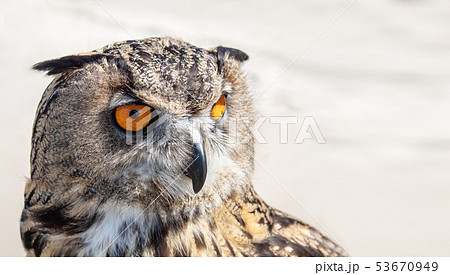 big brown owl outdoor closeup big brown owl outdoor closeup 53670949
