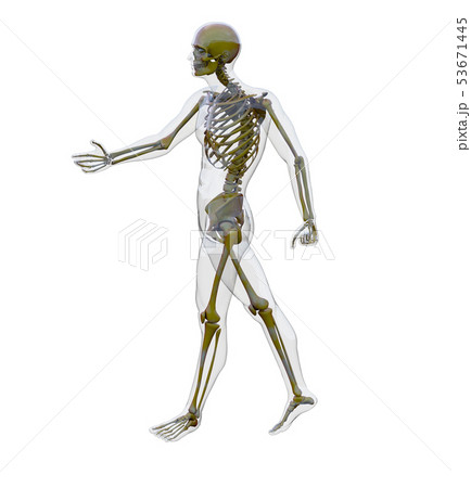 3d rendering of skeleton 53671445
