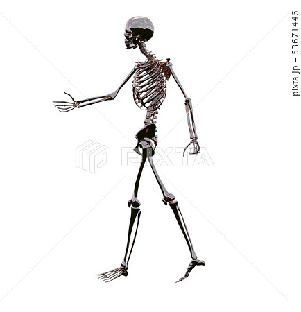 3d rendering of skeleton 53671446