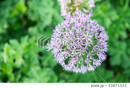 Allium blooming close up. Ball of blossoming 53671522