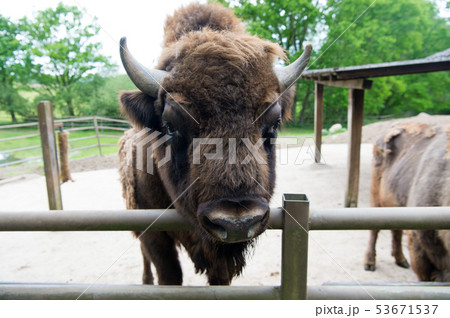 Buffalo Wildlife Head With Horns Buffalo Bullの写真素材
