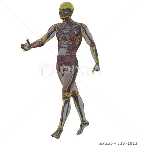 3d rendering of  skeleton 53671913