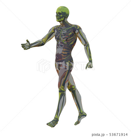 3d rendering of  skeleton 53671914