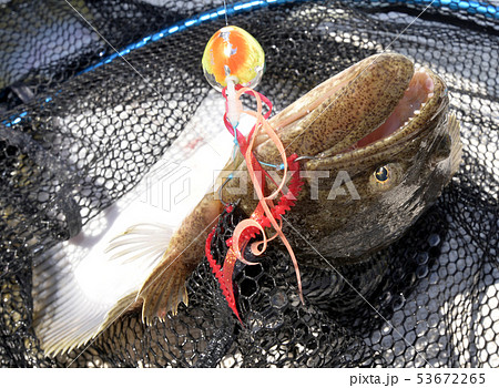 天然ヒラメ 53672265