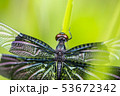 チョウトンボ 53672342