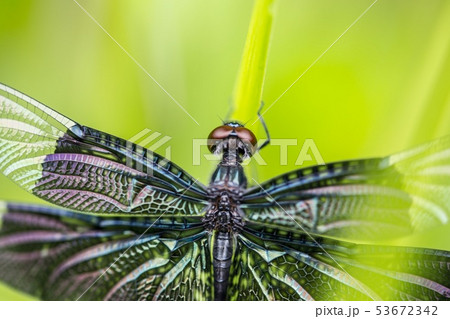 チョウトンボ 53672342