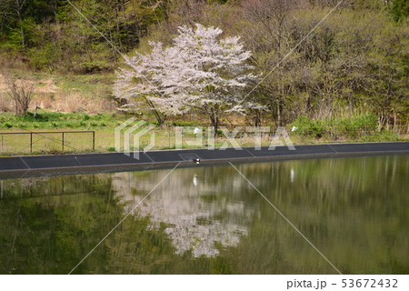 溜池に映り込む満開の桜 溜池に映り込む満開の桜 53672432