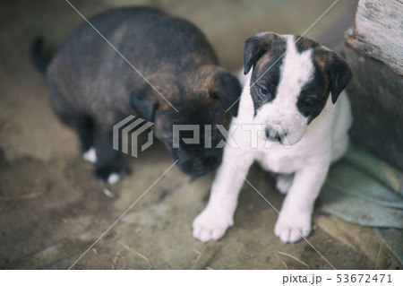 子犬の兄弟 53672471
