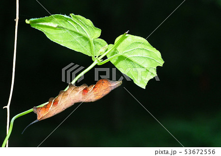 ホシヒメホウジャクの幼虫の写真素材