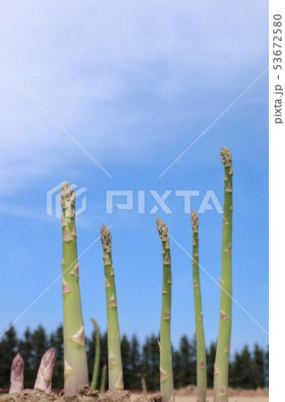 グリーンアスパラガスの畑 53672580