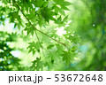 新緑の楓 53672648