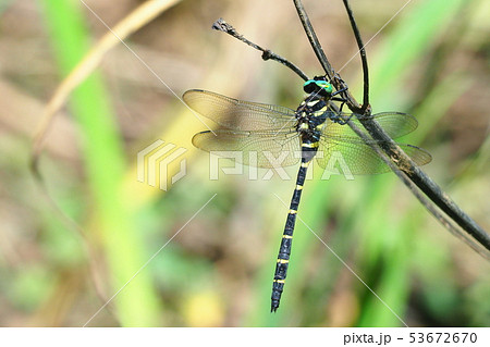 オニヤンマ（オス） 53672670