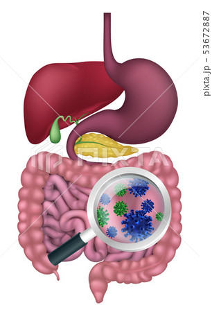 Gut Bacteria Digestive System Probiotic Flora 53672887